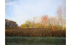 Property photo 6 - 24.8 Acre Absolute Real Estate Auction - Tillable Land with Pond and Woods